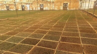 تولید یک میلیارد قطعه نشاء سبزی و صیفیجات در بوشهر