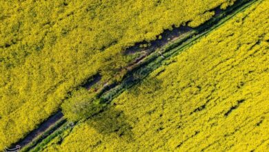 خرید 6993 تن دانههای روغنی از کشاورزان لرستان