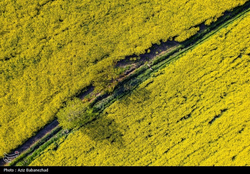 خرید 6993 تن دانههای روغنی از کشاورزان لرستان