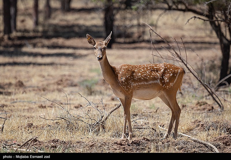 رهاسازی گوزن زرد ایرانی در دشت لرستان