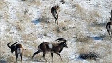 شناسایی 1100 گونه گیاهی و جانوری در قم