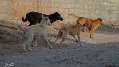 علت افزایش سگهای ولگرد در بافتهای مسکونی قم چیست؟