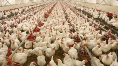 ماهانه 3 برابر نیاز استان گوشت مرغ تولید میشود