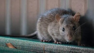 معضل موشها در سطح شهر قم