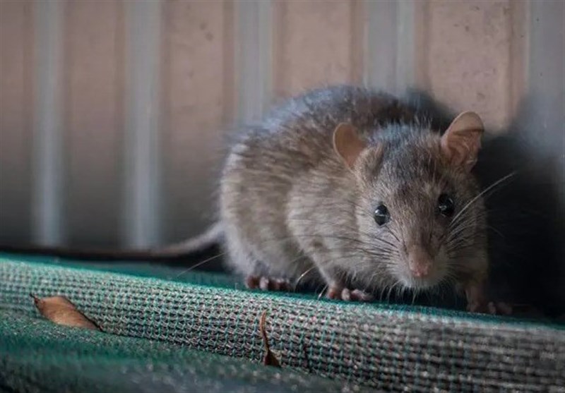 موشها به جان نظامیان صهیونیست افتادند