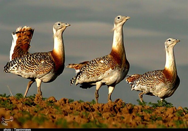 میشمرغ کردستان در معرض انقراض قرار دارد