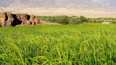 نامه نماینده آمل به پزشکیان/ واردات برنج ممنوع شود