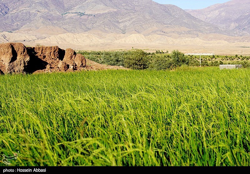 نامه نماینده آمل به پزشکیان/ واردات برنج ممنوع شود