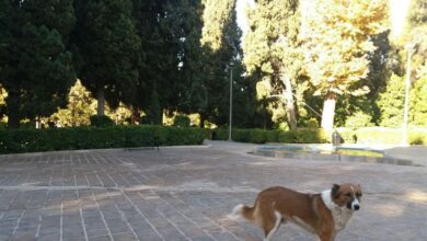 پرسه سگهای ولگرد در سطح شهر قم؛ علت چیست؟