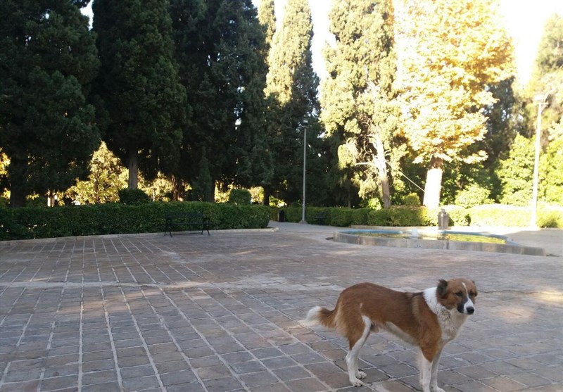 پرسه سگهای ولگرد در سطح شهر قم؛ علت چیست؟