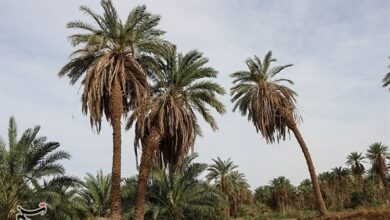 کاهش حجم و کیفیت محصولات کشاورزی زیرسایه خاموشی چاهها