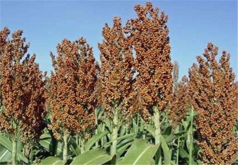 کشت 100 هکتاری علوفه سورگوم در قزوین