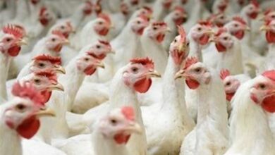 10 میلیون قطعه جوجهریزی در استان بوشهر