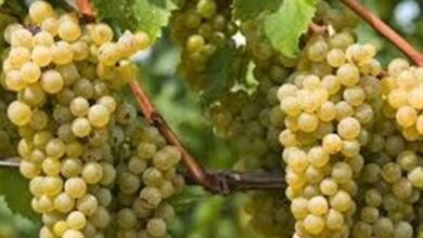 50 هزار تن انگور از باغات کهگیلویه و بویراحمد برداشت میشود