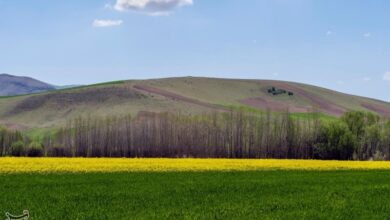 65 هزار هکتار از عرصههای کشاورزی قم سنددار شده است