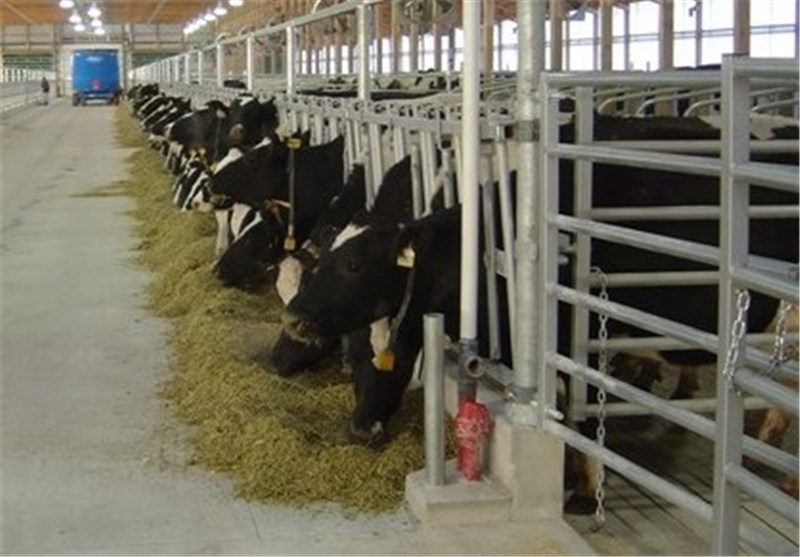 7000 واحد دامپروری در استان قم فعالیت دارد