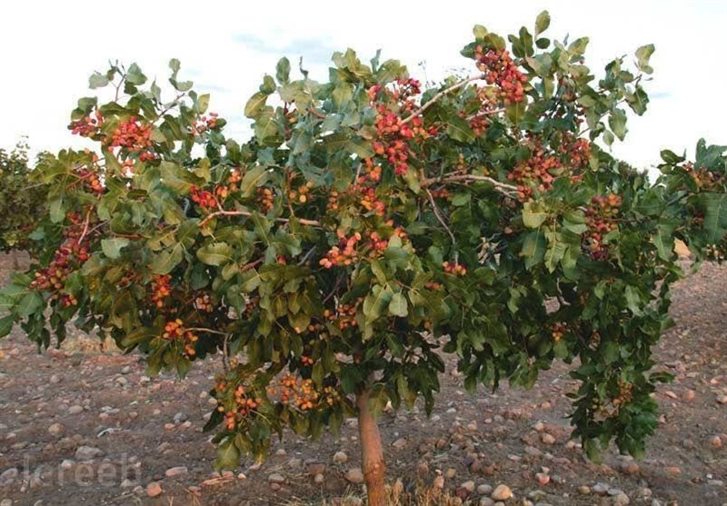 آغاز برداشت پسته از سطح 8 هزار و 500 هکتار باغات پسته گناباد