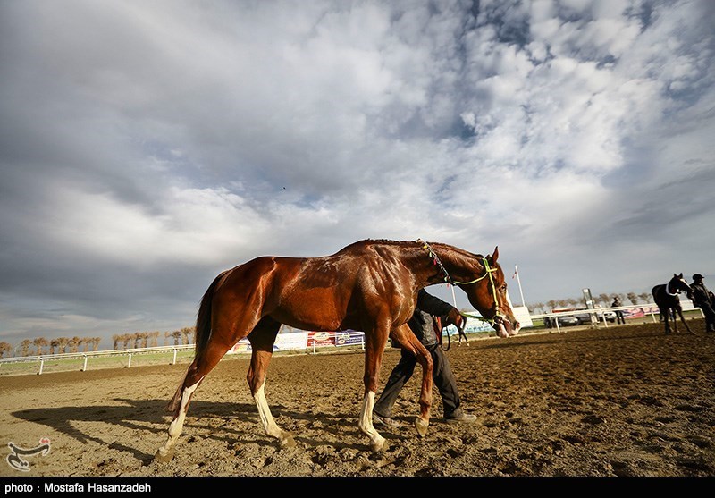 آغاز عملیات اجرایی پیست اسبدوانی کرمانشاه