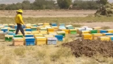 ابلاغ ممنوعیت کوچ زنبورستانها جهت سرشماری در سربیشه