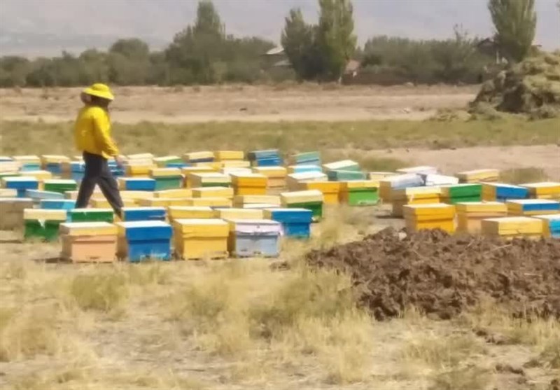 ابلاغ ممنوعیت کوچ زنبورستانها جهت سرشماری در سربیشه