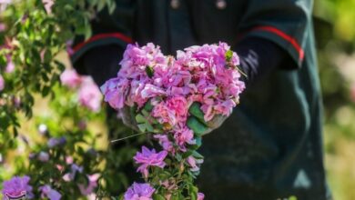 احیای زمین بایر در مازندران با کشت گیاه دارویی