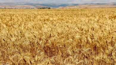 اختصاص 11هزار تن نهاده برای کشت پائیزه چهارمحال و بختیاری