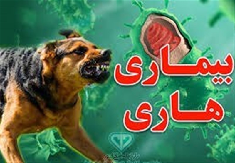 افزایش نگرانکننده حیوانگزیدگی در البرز