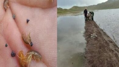 امیدواری به تولید قزلآلا در نئور