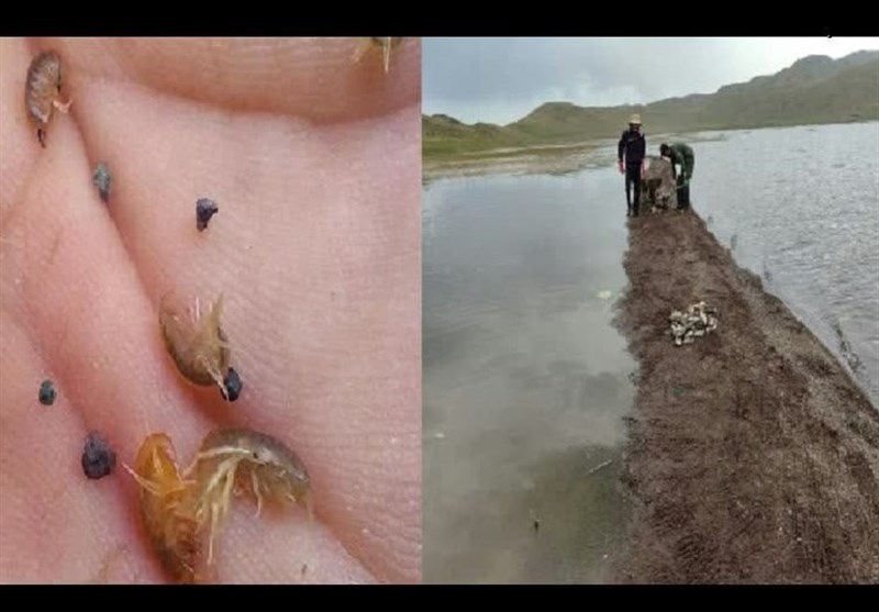 امیدواری به تولید قزلآلا در نئور