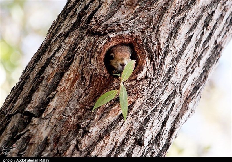 بازگشت سنجاب ایرانی به زیستگاه لرستان