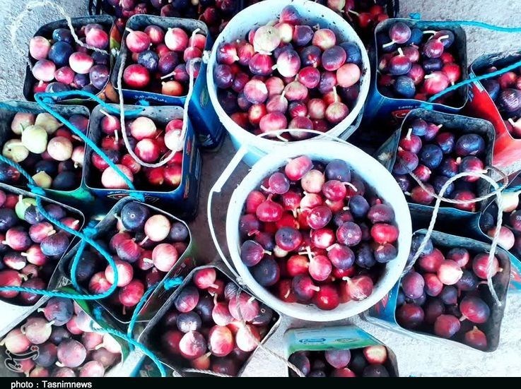 برداشت 46هزار تن انجیر سیاه از باغات پلدختر و معمولان+تصاویر