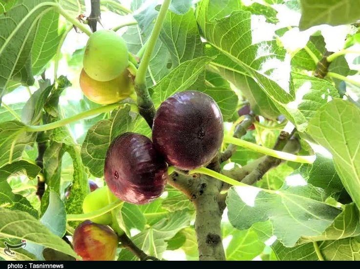 استان لرستان , پلدختر ,