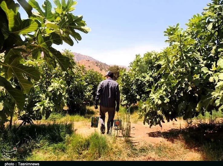 استان لرستان , پلدختر ,