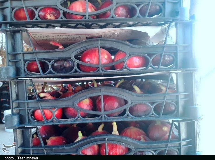 استان لرستان , پلدختر ,