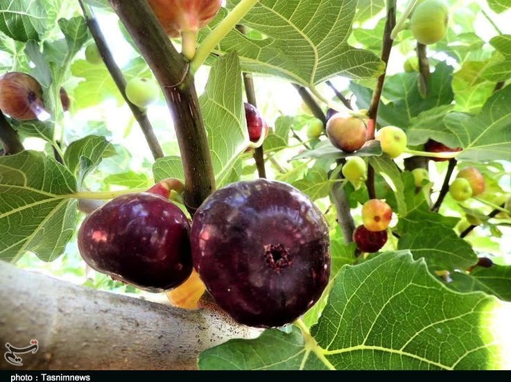 استان لرستان , پلدختر ,