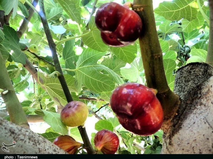 استان لرستان , پلدختر ,