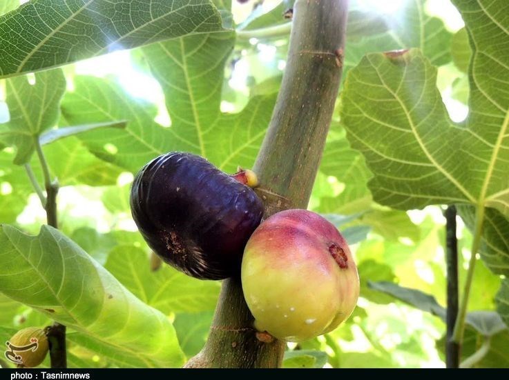 استان لرستان , پلدختر ,