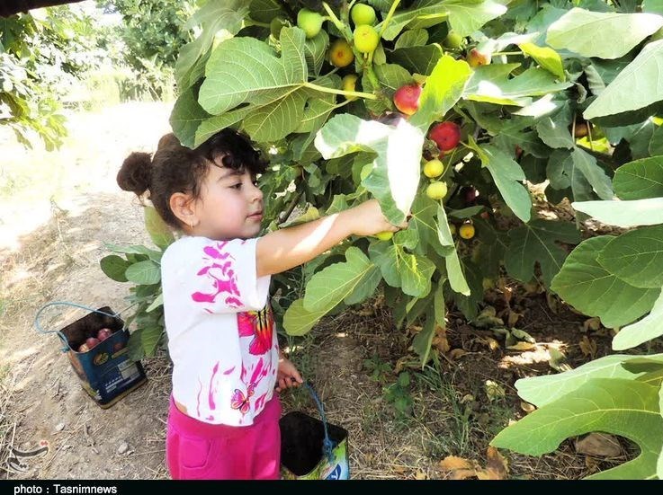 استان لرستان , پلدختر ,