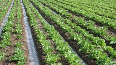 برداشت گوجهفرنگی خارج از فصل در بوشهر از ماه آینده