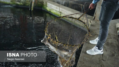برنامهریزی برای صادرات یک میلیارد دلاری فرآوردههای شیلاتی تا پایان برنامه هفتم