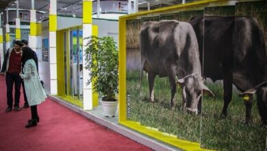 برگزاری جشنواره ملی گاو هلشتاین در پاییز/ لزوم واگذاری برگزاری نمایشگاهها به تشکلها