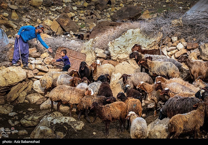توزیع 17 هزار تن نهادۀ دامی بین عشایر لرستان