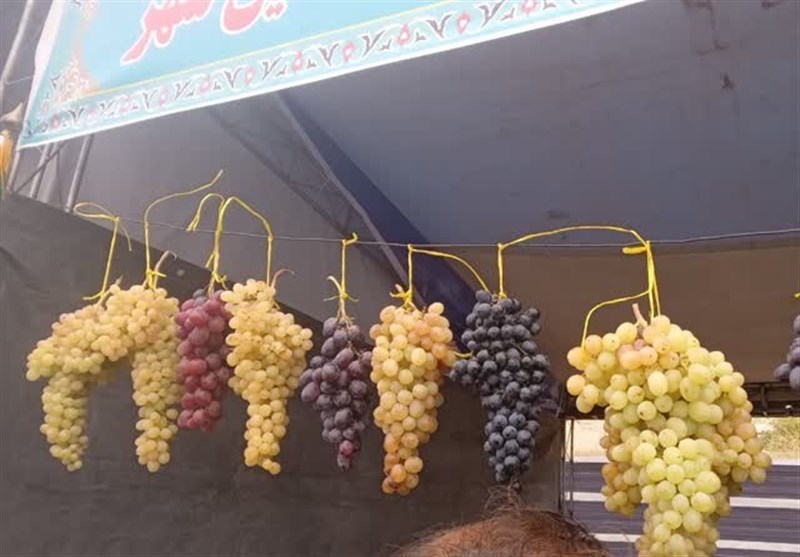 تولید 30 هزار تن انگور در مشگینشهر