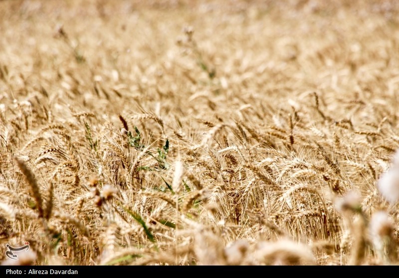 تولید 913 هزار تن گندم در استان فارس