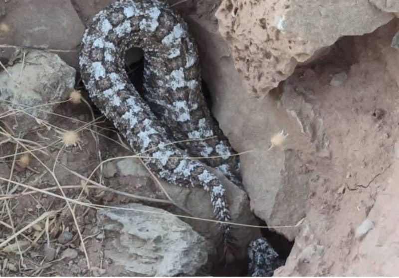 ثبت تصاویر گونه افعی شاخدار دم عنکبوتی در پناهگاه زلهزرد