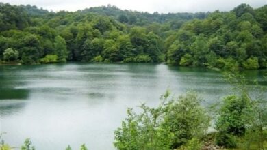 جزئیات جدید از تصرف منطقه الیمالات/ تکذیب ریشهکنی درختان