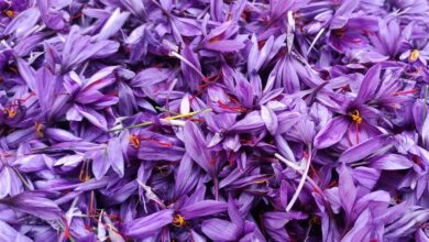 جشنواره ملی زعفران آبان ماه در خراسان رضوی برگزار میشود