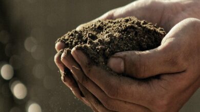 حاصلخیزی خاکهای کشور رصد و پایش شود
