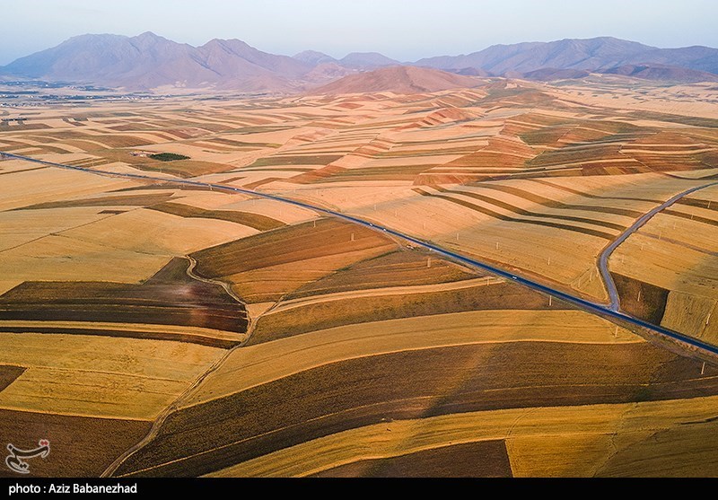 خرید گندم در لرستان به 531 هزار تن رسید