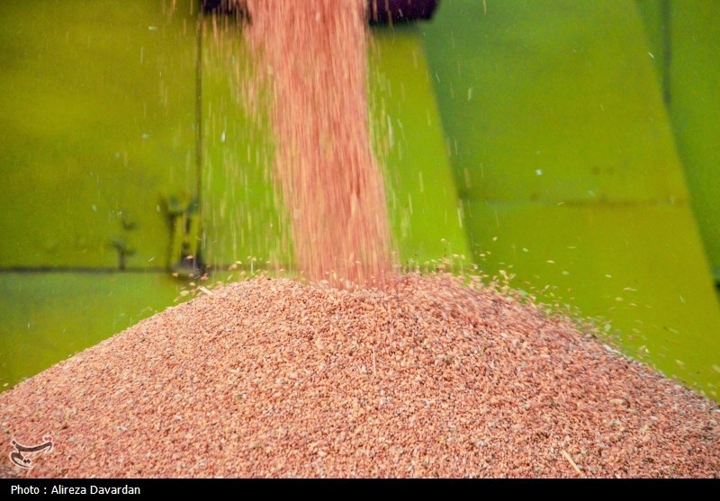 خرید یک میلیون و 163 هزار تن گندم در کردستان